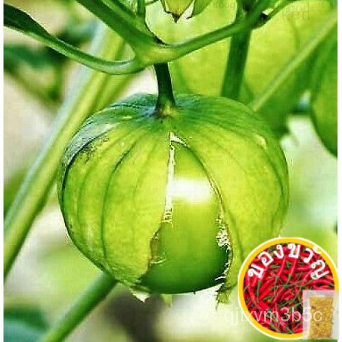 Toma Toma ขนาด20ชิ้น VERDE Tomatillo | FYRP