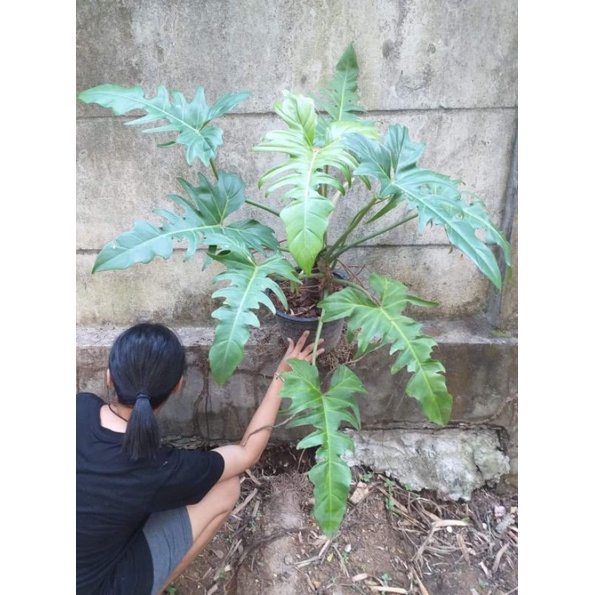 Philodendron golden dragon