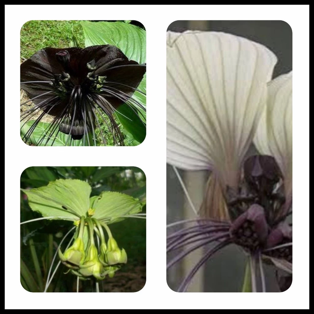ว่านค้างคาว 4สี(ให้เลือก) ว่านค้างคาวขาว ว่านค้างคาวดำ ว่านค้างคาวเขียว เนระพูสีไทย เนระพูสี ไม้มงคล ว่าน108