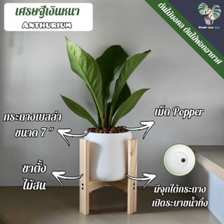 💰ต้นเศรษฐีเงินหนา(Anthurium) ต้นสูง30-35+ซม. พร้อมกระถางเบลล่า7"+จารอง+เม็ดPopper+ขาตั้ง