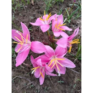 ดอกบัวดินคละสีลุ้นสายพันธุ์ลุ้นสีชุดละ20หัว5-7สีสายพันธุ์ได้หลายสี