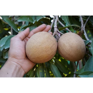 🌱🎁ต้นละมุดสาลี่ยักษ์ ต้นเสียบยอด ผลใหญ่มาก ความสูง35 ซม.🍊🍊 1 ปีติดผล ปลูกในกระถางได้