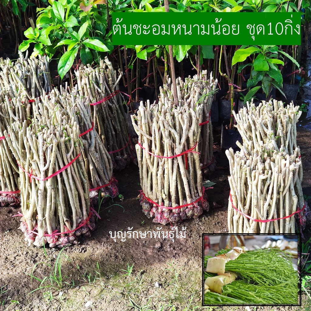 ชะอมหนามน้อย ชุด10กิ่ง กิ่งใหญ่ รากเดินเต็มถุงพร้อมปลูก คัดสวยๆทุกดิ่ง