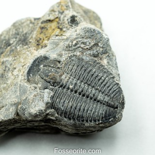 [อายุกว่า 505 ล้านปี!!!] #191 ฟอสซิล ไทรโลไบต์ Elrathia Kingi Trilobite ของแท้ ขนาดเล็ก บน Matrix จาก USA