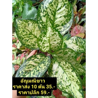 ต้นอัญมณีขาว ไม้มงคลเรียกทรัพย์ เสริมโชคลาภ ส่งในกระถางพร้อมตั้ง