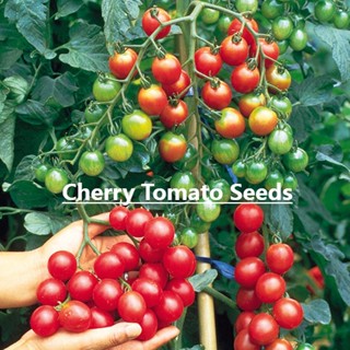 เมล็ดพันธุ์แท้100% อัตราการงอกสูง 100 แคปซูลต่อแพ็ค Cherry Tomato Seeds ในสต็อกในประเทศไทย มีคุณค่าทางโภชนาการสูง