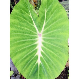 Colocasia Nancy บอนแนนซี่ ต้นใหญ่อวบ สูง 68 cm. ไซต์ตั้งแม่