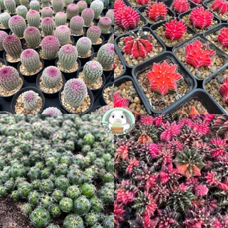 แคคตัส เริ่ม5บาท คละสายพันธ์ สวย แข็งแรง BY CONY CACTUS - ต้นกระบองเพชร ราคาถูก🌵ต้นแคคตัส❤️