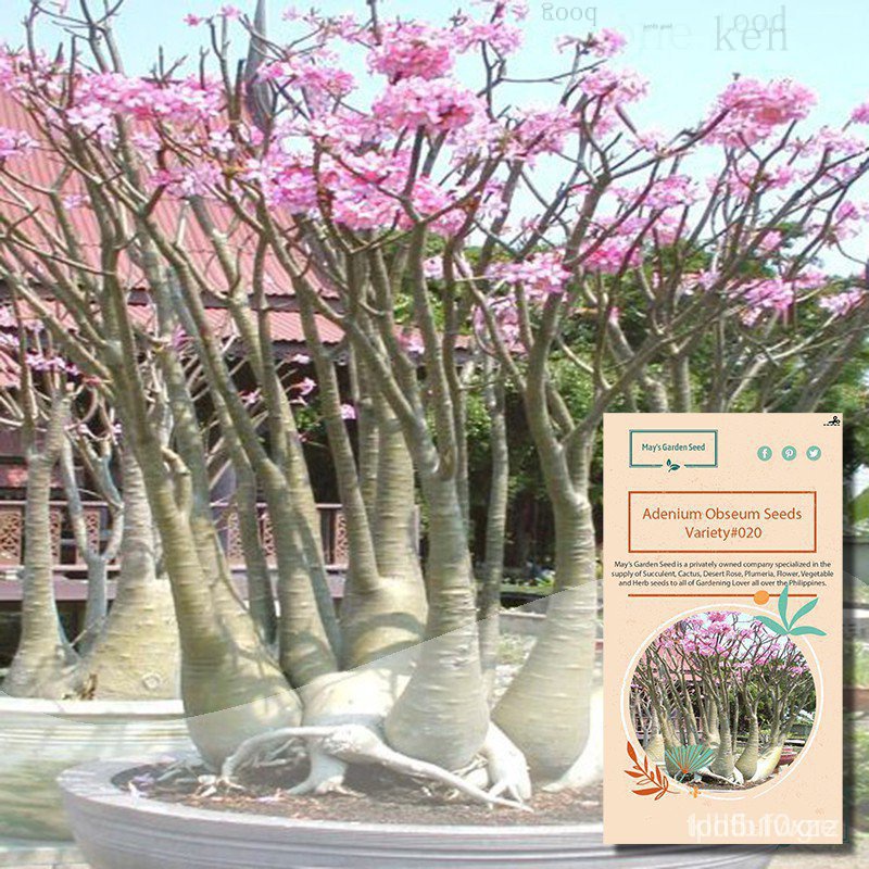 ◾,ต้นองุ่นพันธุ์อโรม่า #020กางเกง/ดอกไม้/กวาง/มะเขือ/มะเขือยาว VCQK
