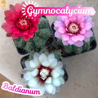 [บัลเดียนั่มสุ่มสีดอก] Gymnocalycium Baldianum ยิมโน แคคตัส Cactus Succulent ไม้อวบน้ำ พืชอวบน้ำ ไม้หนาม