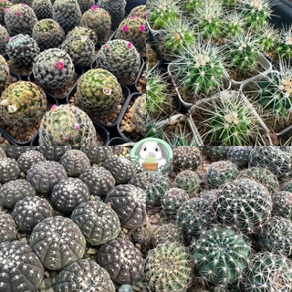 แคคตัส เริ่ม5บาท คละสายพันธ์ สวย แข็งแรง BY CONY CACTUS - ต้นกระบองเพชร ราคาถูก🌵ต้นแคคตัส❤️