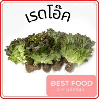 เรดโอ๊ค Red oak ผักสลัด Red Oak Lettuce