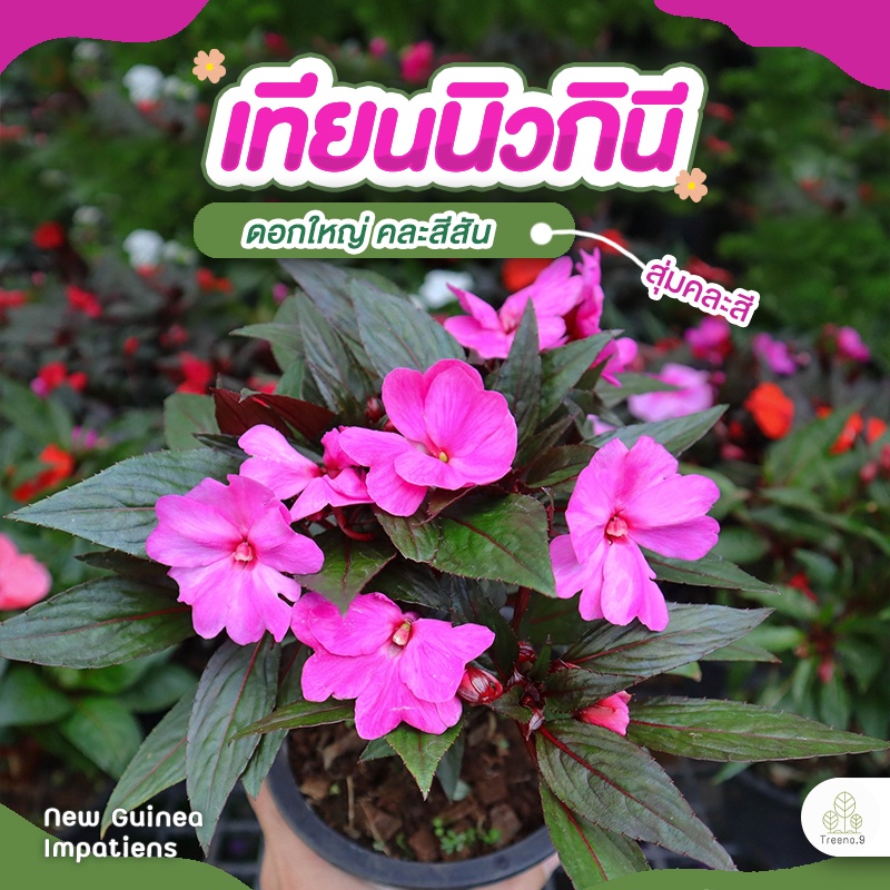 Treeno.9 T375 เทียนนิวกินี มี 5 สีให้เลือก (New Guinea Impatiens) กระถาง 6 นิ้ว สูง 35-45 cm. ต้นไม้ประดับดอกสวย สีสดใส