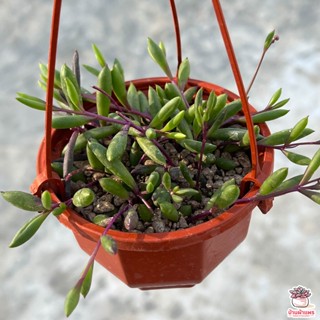 Ruby Necklace - Senecio Herreianus Purple Flash ไม้อวบน้ำ กุหลาบหิน cactus&amp;succulentหลากหลายสายพันธุ์