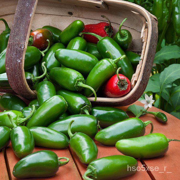 Jalapeno Pepper Seeds-Chili Pepper Seeds เม็งแห้ง/ดอกไม้/สวน/ดอกทานตะวัน/ดอกไม้/ห้ามเลือด/ข้าวโพด/ดอ