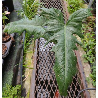 ฟิโลเดนดรอน ลายเมฆ Philodendron minarum