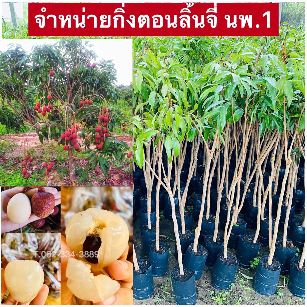 [ลดราคาพิเศษ] 🍒ลิ้นจี่นครพนม (นพ.1 แท้ 💯%) ปลูก 1-2 ปีเริ่มได้เก็บผล เป็นพันธุ์ที่ปลูกง่ายค่ะ อากาศไม่หนาวก็ปลูกได้