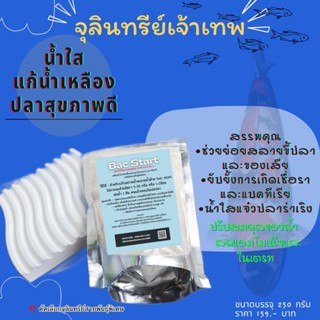 แถมช้อน‼️แบคทีเรียแห้ง จุลินทรีย์สภาพน้ำใสบ่อปลา ตู้ปลา 🐟 Bac Start ปรับคุณภาพน้ำ &amp; ดูแลสุขภาพปลา 250 กรัม 💯แท้ ปลอดภัย