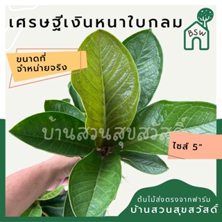 เศรษฐีเงินหนา ใบกลม ตัวใหม่ ส่งพร้อมกระถาง 6 นิ้ว