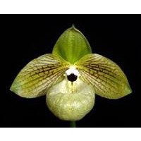 รองเท้านารีมาลิโพเอนเซ่ Paphiopedilum malipoense