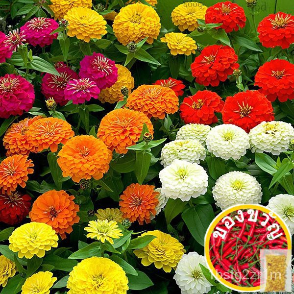 Zinnia Seeds-Califonia GIANT MIX ดอกไม้/ดอกทานตะวัน/อัญมณี/กระโปรง/เซล็ตต์/กุ้ม/เสื้อ/seeds/หมวก/กาง