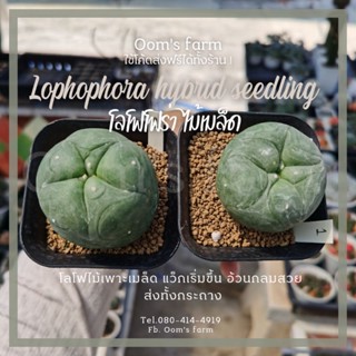 Lophophora hyb. cactus แคคตัสโลโฟลูกผสม ไม้เมล็ด wax กำลังขึ้้น อ้วนน่ารัก แถม!! ป้ายไม้ญี่ปุ่น จัดส่งทั้งกระถาง