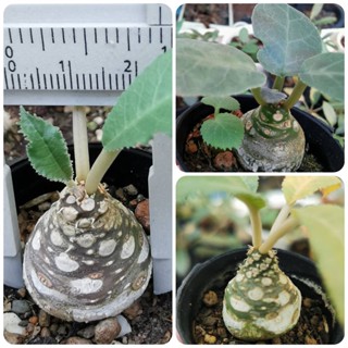 มะพร้าวทะเลทราย  Dorstenia  ไม้เมล็ด... โขดอ้วนๆ มีทั้งใบกลม ใบยาว ใบกำมะหยี่ จัดชุด 10 ต้น 89 บาท