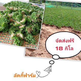 หญ้าไทเป ชุด 36 ตรม. (18 กิโลกรัม)