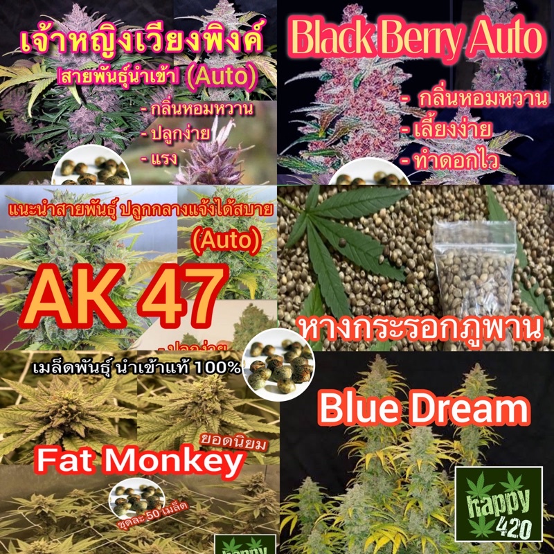 (คัดเมีย)Auto เมล็ดพันธุ์ นำเข้า สินค้าแท้ % สินค้าพร้อมจัดส่งและมีคู่มือการปลูกให้ฟรี