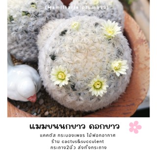 Mammillaria plumosaแมมขนนกขาว  ดอกขาว ขนาด2ซม.-2.5ซม.(ส่งทั้งกระถาง)🌵ร้าน ชอบCactus&amp;Succulent🌵