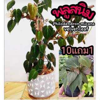 พลูสนิม  Philodendron mican velvet leaf พูล ต้นไม้ในร่ม พลูด่าง ไม้เลื้อย ไม้แขวน ม่านต้นไม้ ไม้มงคล ฟอกอากาศ จัดสวน ผัก