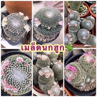 🌵เมล็ดแมมนกฮูก🌵 รวมสีดอก