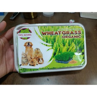 ชุดปลูกข้าวสาลีอ่อนออร์แกนิค Wheat Grass Organic 1กล่อง