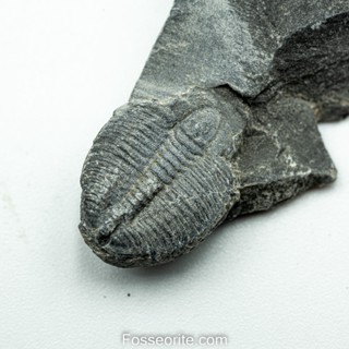 [อายุกว่า 505 ล้านปี!!!] #166 ฟอสซิล ไทรโลไบต์ Elrathia Kingi Trilobite ของแท้ ขนาดเล็ก บน Matrix จาก USA