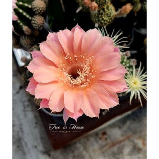 Echinopsis อิชินอฟ E5 หน่อเด็ดสด ขนาด 2 เซนติเมตรขึ้นไป