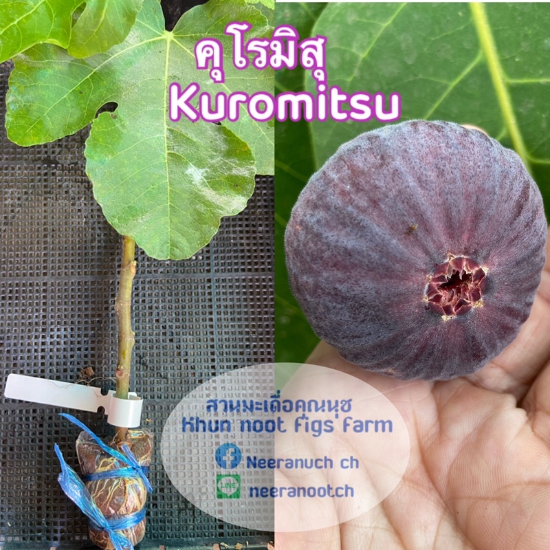 กิ่งตอนมะเดื่อฝรั่ง คุโรมิสุ kuromitsu fig airlayer