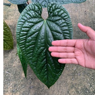 หน้าวัวใบพลู Anthurium sirih ไม้ใบ ไม้ประดับ ตกแต่งบ้าน ตกแต่งสวน