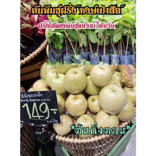ต้นพันธุ์ฝรั่งไส้แดงไต้หวัน"หงษ์เป่าสือ"พันธุ์แท้100%