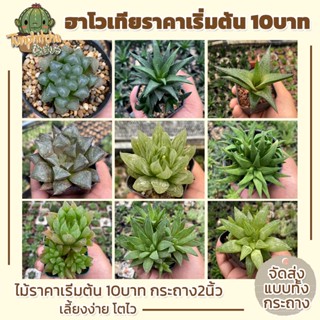 ฮาโวเทีย Haworthia ราคาพิเศษ (ส่งทั้งกระถาง)