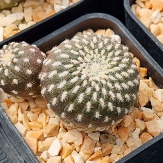 sulcorebutia arenacea​ ซันคอ​รีบูเทีย​อะรีนาเซีย