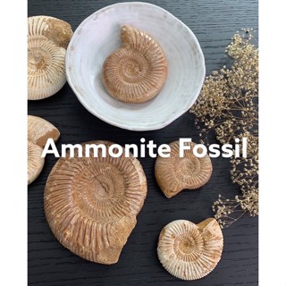 พร้อมส่ง ถ่ายจากสินค้าจริง ฟอสซิลของแท้100% ฟอสซิลแอมโมไนต์ Ammonite Perisphinctes แถมฟรีฐานรอง