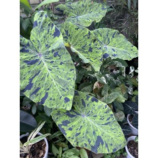 colocasia mojito โคโลคาเซีย โมจิโต้ บอนโมจิโต้