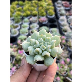 ECHEVERIA DERESINA TRUMPET ไม้อวบนำ้ น่ารักๆ กระถาง 2 นิ้ว