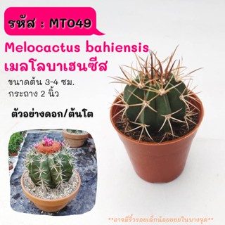 MT049-MT063 Melocactus spicies เมลโลแคคตัส