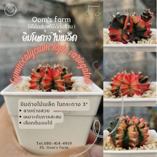 ♥️Gymnocalycium hybrid variegated - แคคตัสยิมโนด่าง ไม้เมล็ดทุกต้น ลายสวย เหมาะกับการสะสม ส่งทั้งกระถาง♥️