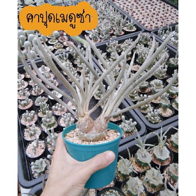 คาปุดเมดูซ่า เอสโตรไฟตั้มคาปุดเมดูซ่า กระถาง2นิ้ว