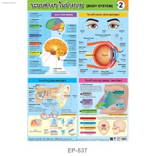 ภาพประกอบการศึกษา ภาพโปสเตอร์พลาสติกพีพี วิชาวิทยาศาสตร์ เรื่อง "ระบบต่างๆภายในร่างกายมนุษย์" (มีหลายตัวเลือก)