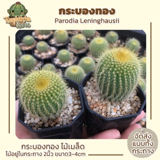 แคคตัส กระบองทอง Parodia Leninghausii  ไม้เมล็ด กระถาง2" ขนาด3-4cm