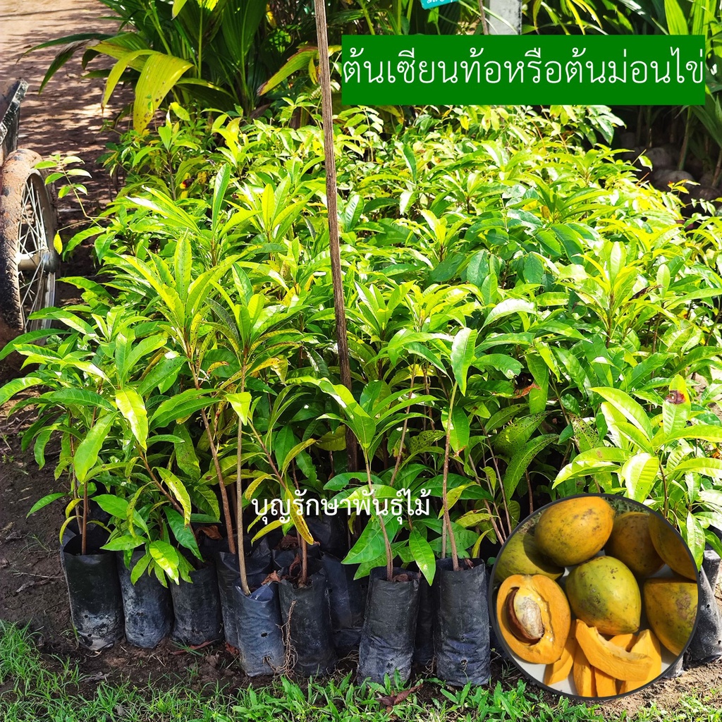 ต้นเซียนท้อ หรือม่อนไข่สูง30cm. ต้นสวยๆพร้อมปลูก