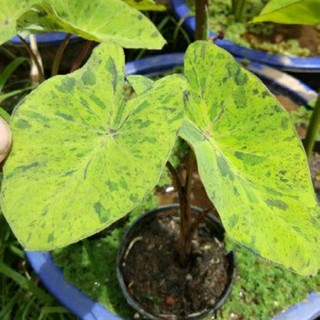 บอนโมจิโต้/โคโลคาเซียโมจิโต้/colocasia mojito/mojito